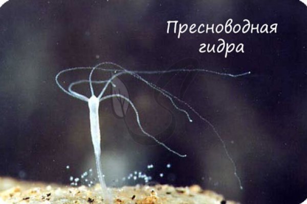 Kra48.cc Вход на сайт главная страница